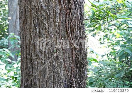 クヌギの木肌 119423879