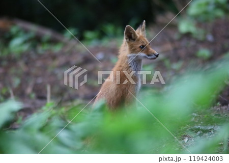 夏の森で出会ったキタキツネ 119424003