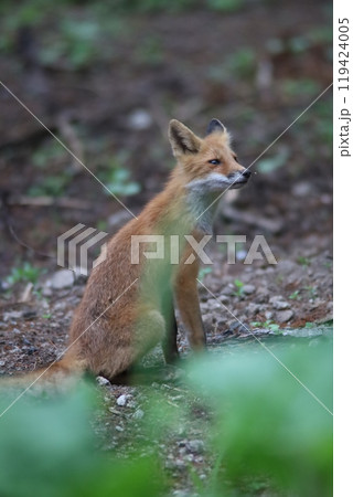 夏の森で出会ったキタキツネ 119424005