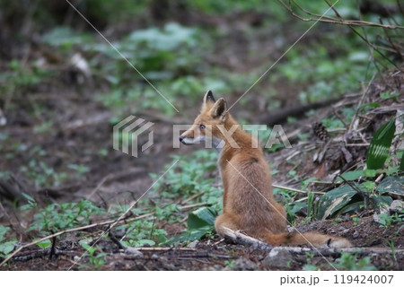 左を向くキタキツネ 119424007