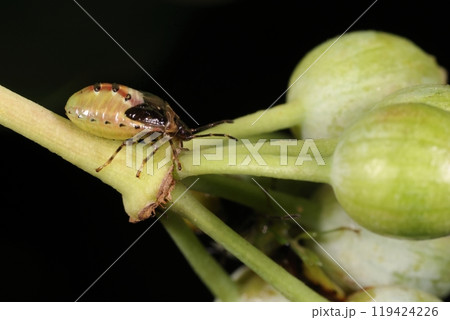 生き物　昆虫　アオモンツノカメムシ、老齢幼虫。薄めの色で丸々としていますが翅芽が目立つので終齢かと 119424226