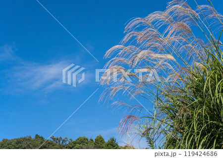 爽やかな秋空とススキ 119424686