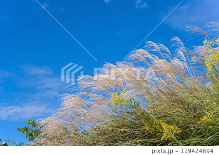 爽やかな秋空とススキ 119424694