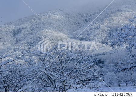 冬の平の沢池 119425067