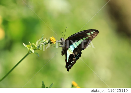 アオスジアゲハと小栴檀草⑧ アオスジアゲハと小栴檀草⑧ 119425119