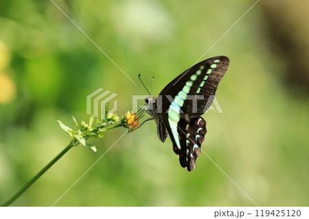 アオスジアゲハと小栴檀草⑨ 119425120