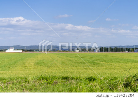 広い農地と秋の青空　北海道帯広市 119425204
