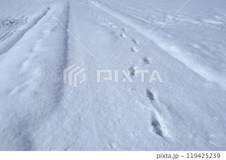 雪積もる農道と足跡 雪積もる農道と足跡 119425239