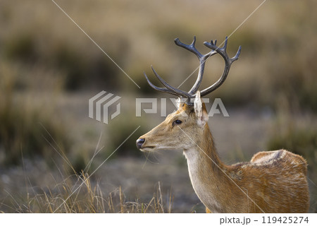 Male Barasingha or Rucervus duvaucelii or Swamp deer closeup or portrait of elusive and vulnerable animal species side face profile kanha national park forest tiger reserve madhya pradesh india asia 119425274