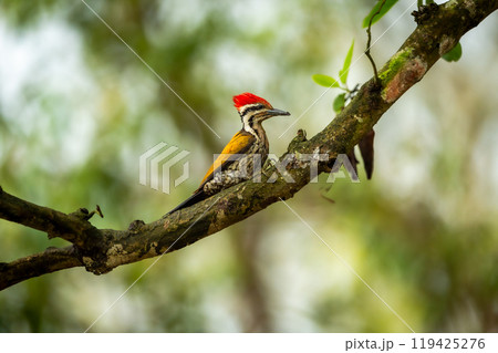 Himalayan flameback or goldenback woodpecker or three toed woodpecker or Dinopium shorii male bird perch in natural scenic green background at pilibhit national park tiger reserve uttar pradesh india 119425276