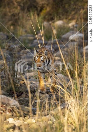 wild female bengal tiger or tigress or panthera tigris walking head on looking straight into eyes in winter season safari at jim corbett national park forest reserve uttarakhand india wild female bengal tiger or tigress or panthera tigris walking head on looking straight into eyes in winter season safari at jim corbett national park forest reserve uttarakhand india 119425282