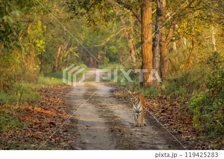 wild female tiger or panthera tigris or tigress showstopper morning stroll or territory marking standing or walking head on scenic background pilibhit national park forest reserve uttar pradesh india 119425283
