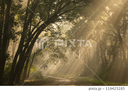 Scenic forest road or trail warm feel in cold winter fog or mist morning and orange color sunlight or sunrays scattering through canopy of trees Tyndall effect jim corbett national park jungle india 119425285