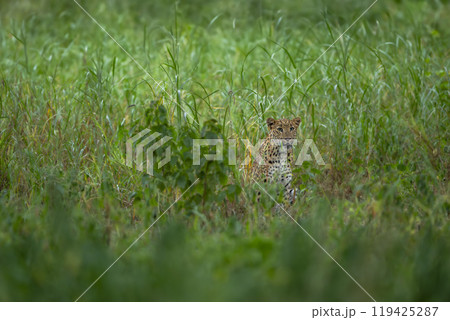 indian wild shy female leopard or panther or panthera pardus  with eye contact trying to hide or camouflage in green grass in winter season outdoor jungle safari at jhalana forest reserve jaipur india 119425287