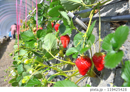 中部・久能山・真っ赤でジューシーな石垣いちご、甘くて楽しいいちご狩りのイメージ・静岡市駿河区(1) 119425428