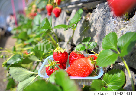 中部・久能山・真っ赤でジューシーな石垣いちご、甘くて楽しいいちご狩りのイメージ・静岡市駿河区(4) 中部・久能山・真っ赤でジューシーな石垣いちご、甘くて楽しいいちご狩りのイメージ・静岡市駿河区(4) 119425431