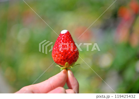 中部・久能山・真っ赤でジューシーな石垣いちご、甘くて楽しいいちご狩りのイメージ・静岡市駿河区(5) 119425432