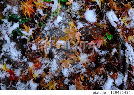 薄雪が積もった一面の紅葉素材 119425454