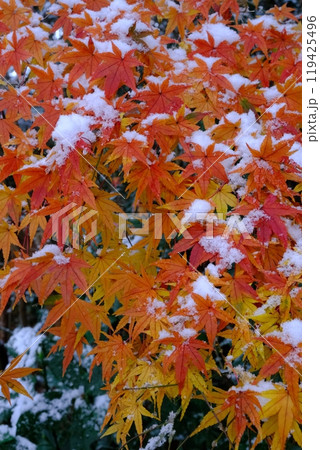 紅葉と雪の素材 119425496