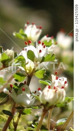 苔の中に咲くかわいい白い花・高尾山の宝物　花(3月)ハナネコノメ(花猫の目)53-3V9.16 119425509