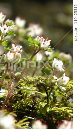 苔の中に咲くかわいい白い花・高尾山の宝物 花(3月)ハナネコノメ(花猫の目)53-4V9.16 苔の中に咲くかわいい白い花・高尾山の宝物 花(3月)ハナネコノメ(花猫の目)53-4V9.16 119425510