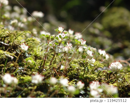 苔の中に咲くかわいい白い花・高尾山の宝物　花(3月)ハナネコノメ(花猫の目)53H4.3 119425512