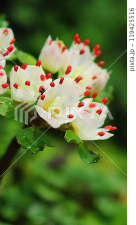 白くかわいいこの花は高尾山の宝物　花(3月)ハナネコノメ(花猫の目)100-4V9.16 119425516