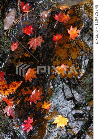 岩肌の落ち葉の並びとるり渓の滝 岩肌の落ち葉の並びとるり渓の滝 119425548