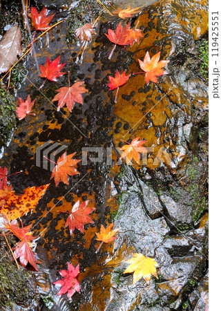 岩肌の落ち葉の並びとるり渓の滝 119425551