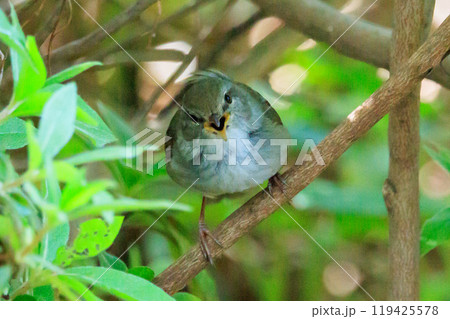 ホーホケッキョとお馴染みの声はすれども姿を見せない春告げ鳥 ウグイス 119425578