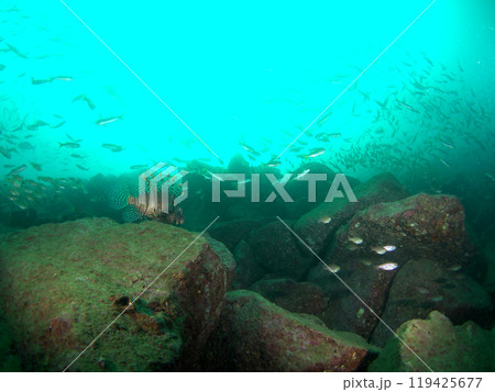 魚群とミノカサゴの後ろ姿 魚群とミノカサゴの後ろ姿 119425677