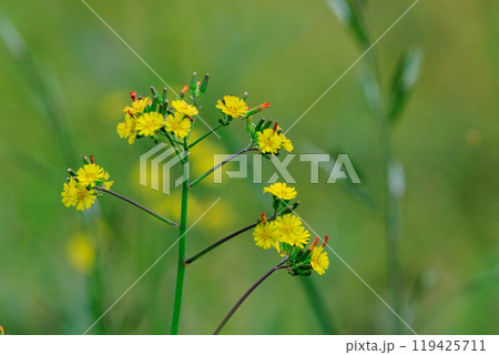 道端や庭に自生して黄色い花を付ける雑草のオニタビラコ 119425711
