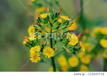 道端や庭に自生して黄色い花を付ける雑草のオニタビラコ 119425716