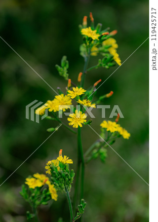 道端や庭に自生して黄色い花を付ける雑草のオニタビラコ 119425717