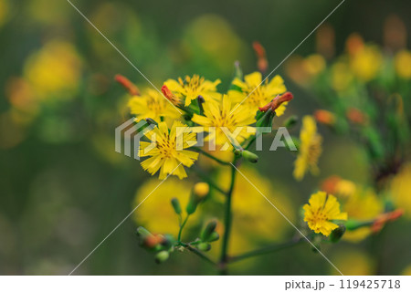 道端や庭に自生して黄色い花を付ける雑草のオニタビラコ 119425718