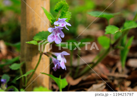 薬草やハーブティーとしても親しまれている春に咲くカキドウシ 薬草やハーブティーとしても親しまれている春に咲くカキドウシ 119425797