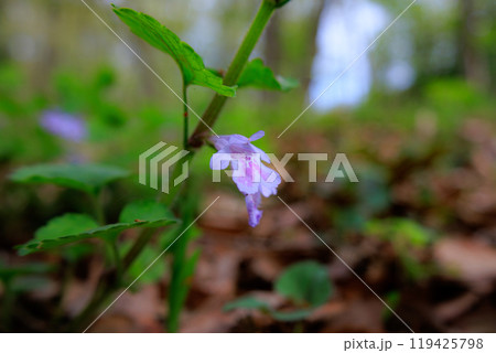 薬草やハーブティーとしても親しまれている春に咲くカキドウシ 119425798