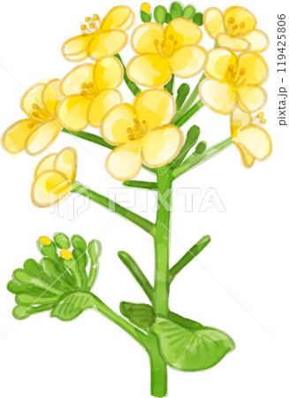 水彩で描いた菜の花のイラスト 水彩で描いた菜の花のイラスト 119425806