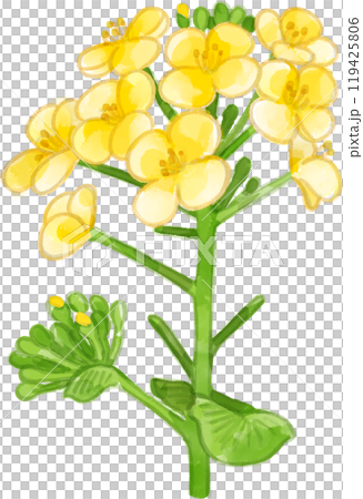 水彩で描いた菜の花のイラスト 水彩で描いた菜の花のイラスト 119425806