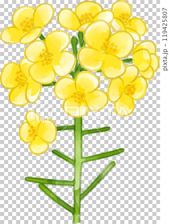 油菜花水彩畫的插圖 119425807