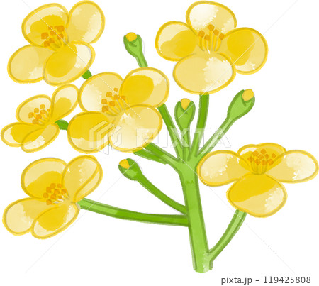 水彩で描いた菜の花のイラスト 水彩で描いた菜の花のイラスト 119425808