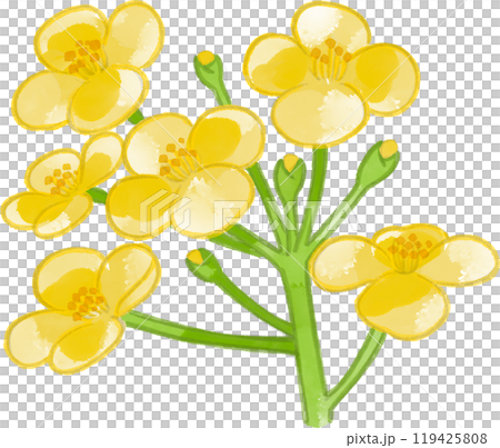 水彩で描いた菜の花のイラスト 水彩で描いた菜の花のイラスト 119425808