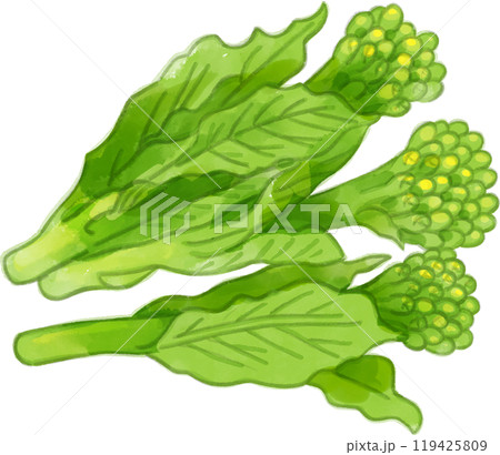 水彩で描いた菜の花のイラスト 水彩で描いた菜の花のイラスト 119425809