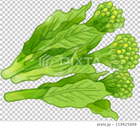 水彩で描いた菜の花のイラスト 水彩で描いた菜の花のイラスト 119425809