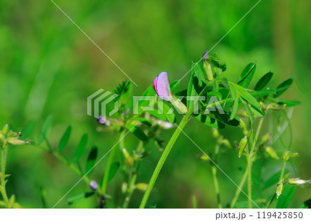 正式名称はヤハズエンドウというカラスノエンドウ 正式名称はヤハズエンドウというカラスノエンドウ 119425850