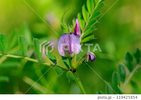 正式名称はヤハズエンドウというカラスノエンドウ 119425854