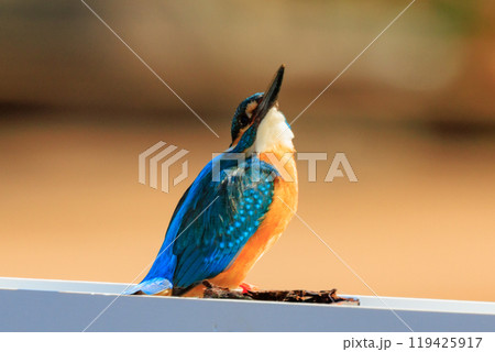 瑠璃色の人気者カワセミ 119425917