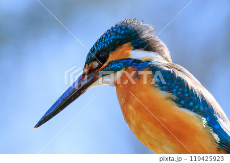 瑠璃色の人気者カワセミ 瑠璃色の人気者カワセミ 119425923
