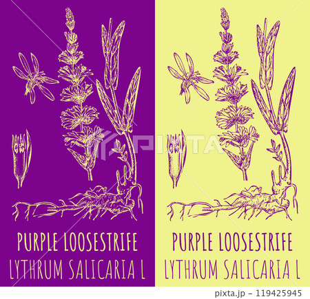 Vector drawings PURPLE LOOSESTRIFE. Hand drawn illustration. Latin name LYTHRUM SALICARIA L. Vector drawings PURPLE LOOSESTRIFE. Hand drawn illustration. Latin name LYTHRUM SALICARIA L. 119425945