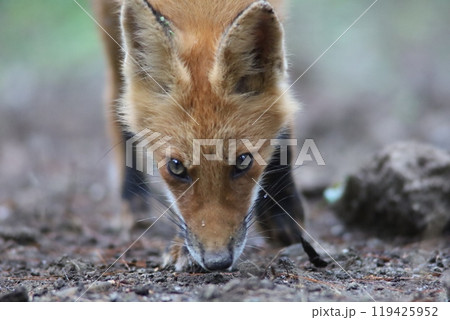 幼いキツネの顔アップ 幼いキツネの顔アップ 119425952
